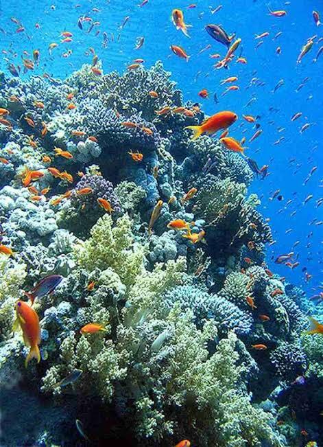 Морская фауна Красного моря в Египте: Кого можно встретить и кого нельзя трогать